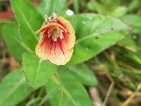 Oenothera epilobiifolia image