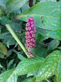 Phytolacca bogotensis image