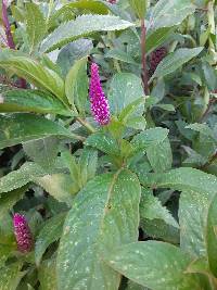 Phytolacca bogotensis image