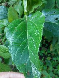 Phytolacca bogotensis image