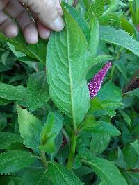 Phytolacca bogotensis image