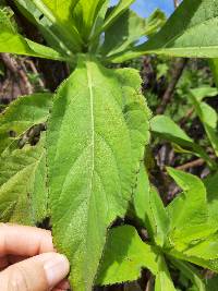 Scalesia affinis image