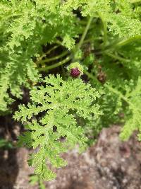 Scalesia helleri image