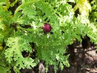 Scalesia helleri image