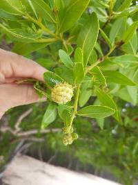 Conocarpus erectus image