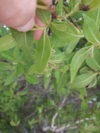 Conocarpus erectus image