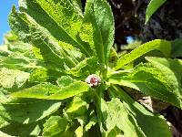 Scalesia affinis image