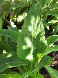 Scalesia affinis image