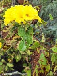 Cordia lutea image