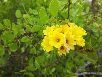 Cordia lutea image