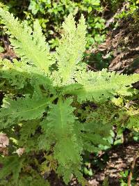 Scalesia helleri image