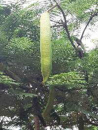 Delonix regia image