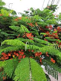 Delonix regia image