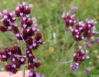 Verbena bonariensis image