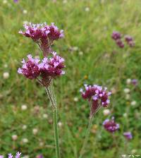 Verbena bonariensis image