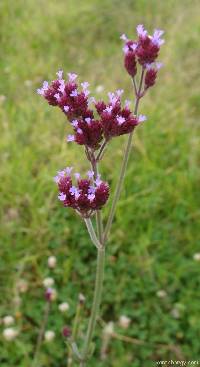 Verbena bonariensis image