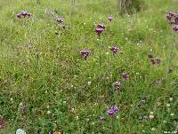 Verbena bonariensis image