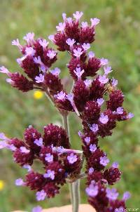 Verbena bonariensis image