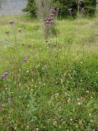 Verbena bonariensis image