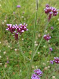 Verbena bonariensis image