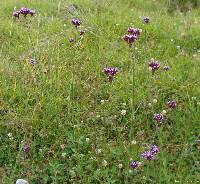 Verbena bonariensis image