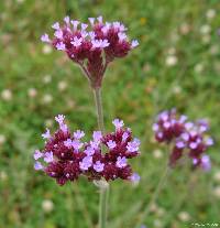 Verbena bonariensis image