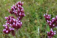 Verbena bonariensis image