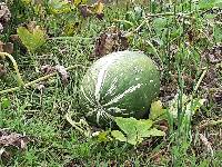 Cucurbita ficifolia image