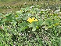 Cucurbita ficifolia image