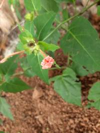 Mirabilis jalapa image