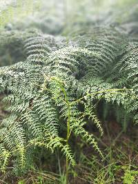 Pteridium aquilinum image