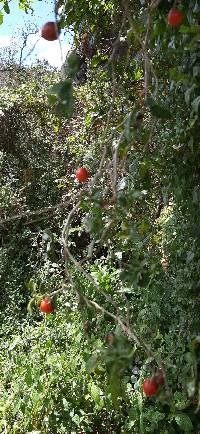 Solanum brevifolium image