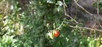 Solanum brevifolium image