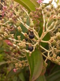 Miconia robinsoniana image