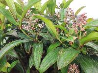 Miconia robinsoniana image