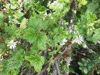 Stellaria cuspidata image