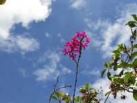 Epidendrum jamiesonis image