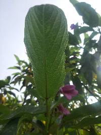 Delostoma integrifolium image