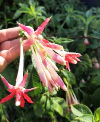 Fuchsia boliviana image