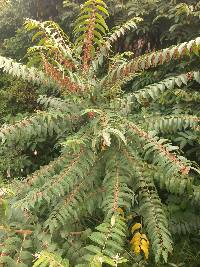 Phyllanthus salviifolius image