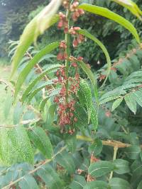 Phyllanthus salviifolius image