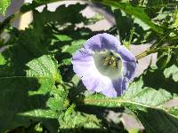 Nicandra physalodes image