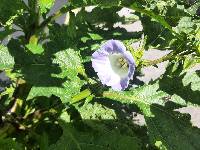 Nicandra physalodes image