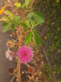 Mimosa albida image