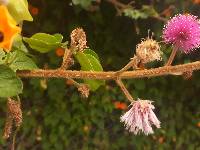 Mimosa albida image