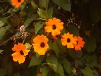 Thunbergia alata image