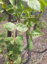 Bursera graveolens image