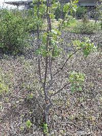 Bursera graveolens image