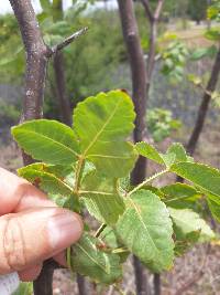 Bursera graveolens image