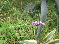 Salvia leucantha image